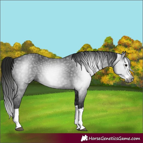 Horse Color:Gray Black Splash 