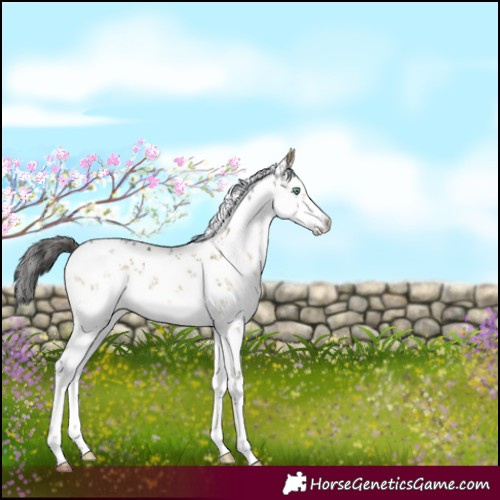 Horse Color:White Spotted Buckskin Dun Mushroom Sabino 