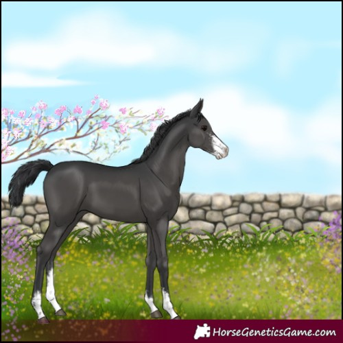 Horse Color:Black Sabino 