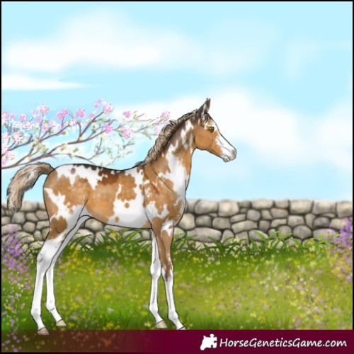 Horse Color:White Spotted Chocolate Palomino Dun Sabino 