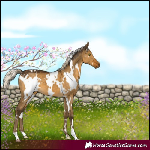 Horse Color:White Spotted Chocolate Palomino Dun Mushroom 