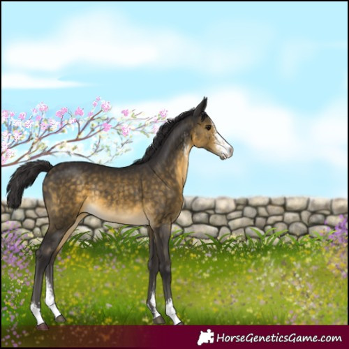 Horse Color:Buckskin Sabino Rabicano 