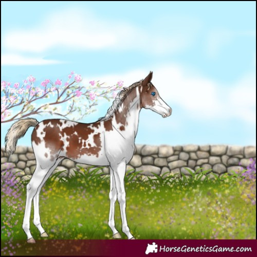 Horse Color:White Spotted Liver Chestnut Splash 