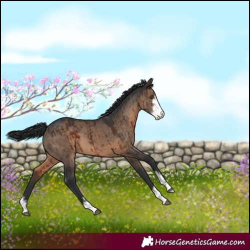 Horse Color:Brown Dun Sabino Brindle 