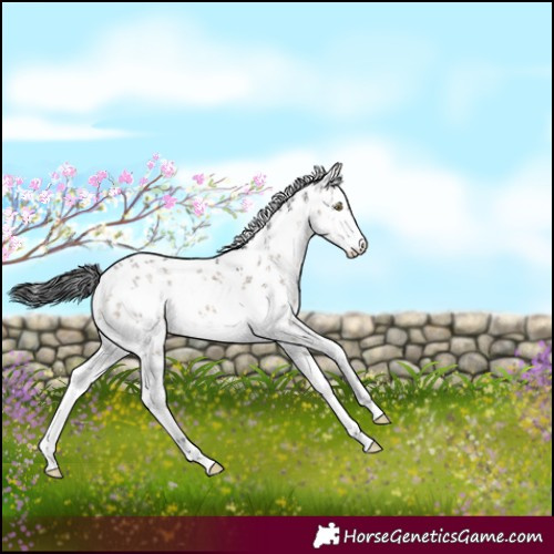 Horse Color:White Spotted Brown Dun Sabino 