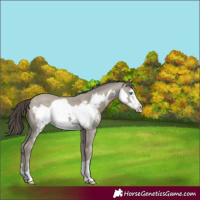 Horse Color:Classic Cream Champagne Frame 