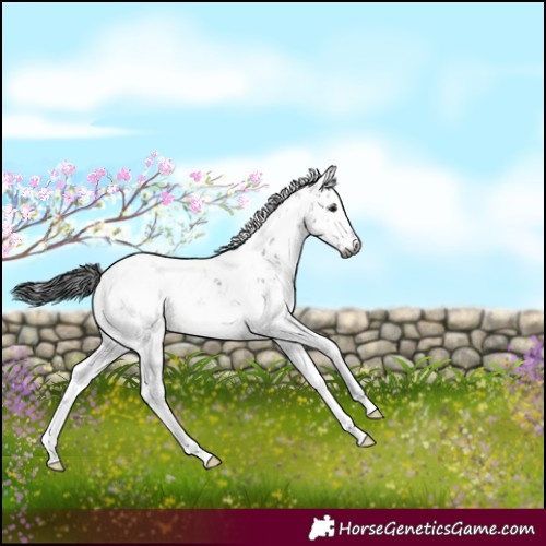 Horse Color:Gray Brown Sabino 