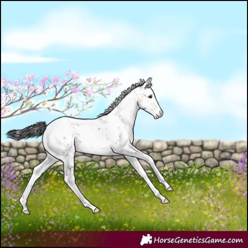 Horse Color:Brown Dun Sabino 