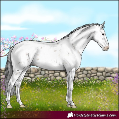 Horse Color:Brown Dun Sabino 