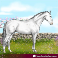 Horse Color:Brown Dun Sabino