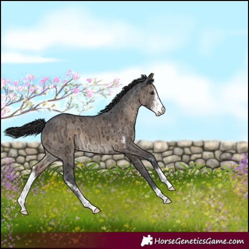 Horse Color:Brown Ice Dun Sabino 