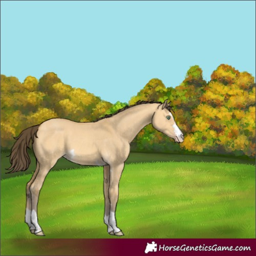 Horse Color:Amber Cream Champagne Dun 
