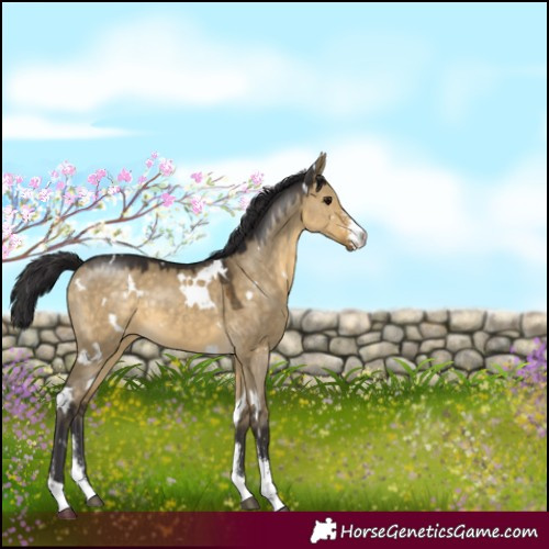 Horse Color:White Spotted Buckskin Dun Sabino