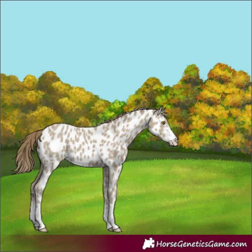 Horse Color:Classic Cream Champagne Appaloosa 