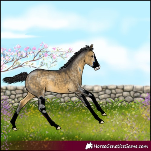 Horse Color:Buckskin Dun Sabino 