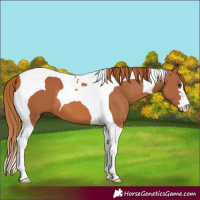 Horse Color:Chestnut Tobiano