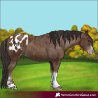 Horse Color:Gray Classic Champagne Tobiano Blanket