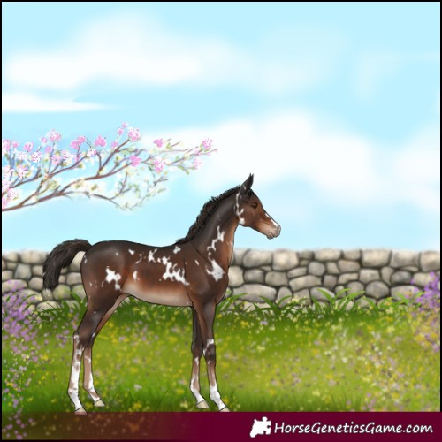 Horse Color:White Spotted Liver Chestnut 