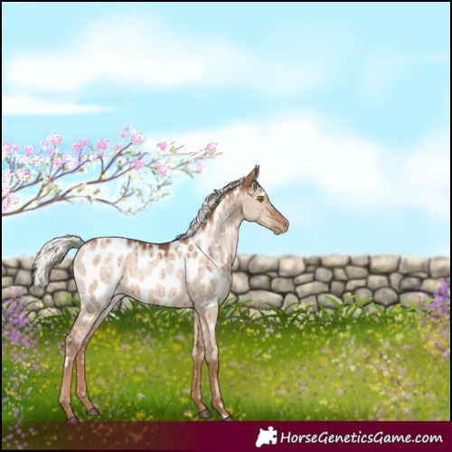 Horse Color:White Spotted Silver Grullo Pearl Appaloosa Brindle 