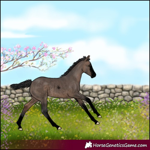 Horse Color:Void White Spotted Brown Dun Rabicano 
