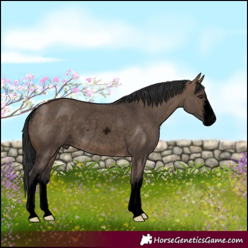 Horse Color:Void White Spotted Brown Dun Rabicano 