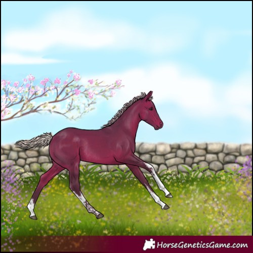 Horse Color:White Spotted Silver Brown Rabicano 