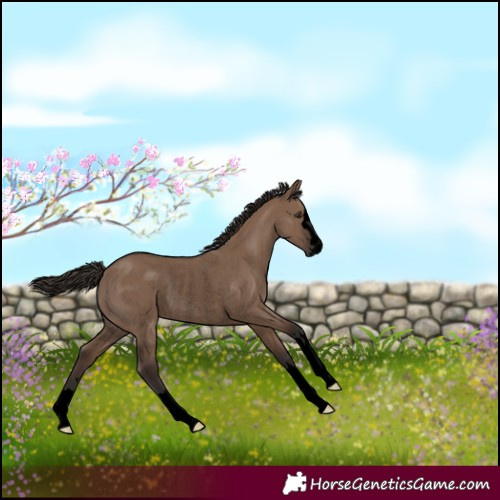 Horse Color:Void Liver Red Dun Rabicano 