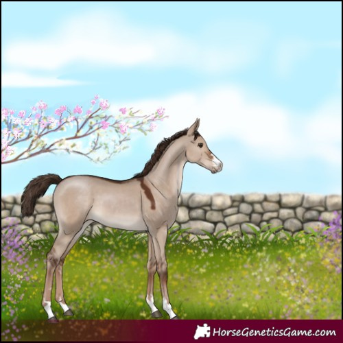 Horse Color:Liver Red Dun 