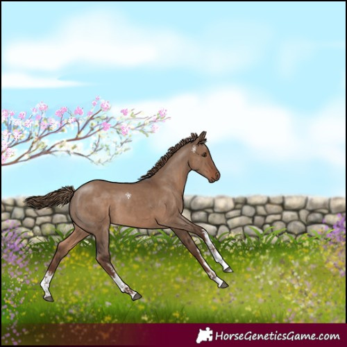 Horse Color:White Spotted Liver Red Dun 