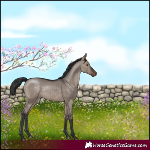 Horse Color:White Spotted Brown Dun Rabicano 