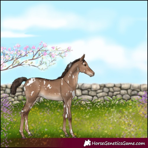 Horse Color:White Spotted Liver Red Dun 