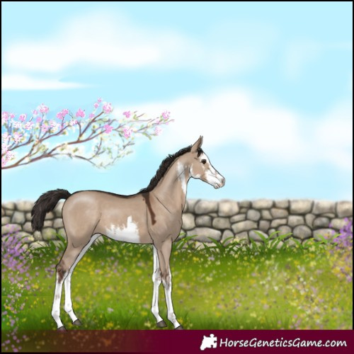 Horse Color:White Spotted Liver Red Dun 