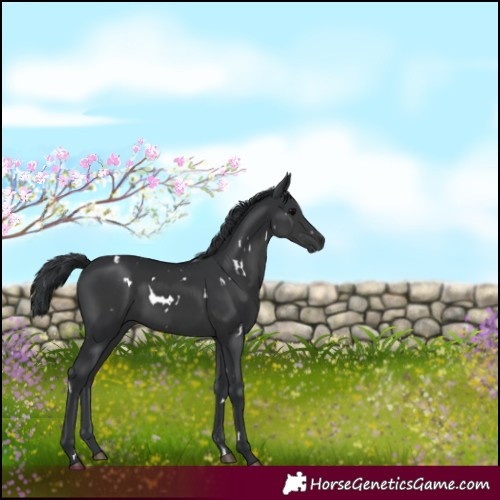 Horse Color:White Spotted Black Rabicano 