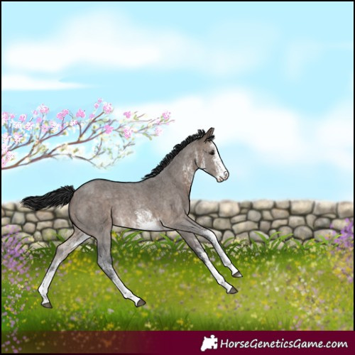 Horse Color:White Spotted Brown Dun Rabicano 