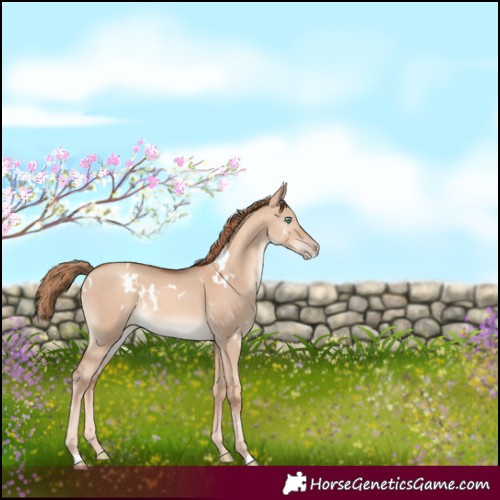 Horse Color:White Spotted Gold Champagne Dun 