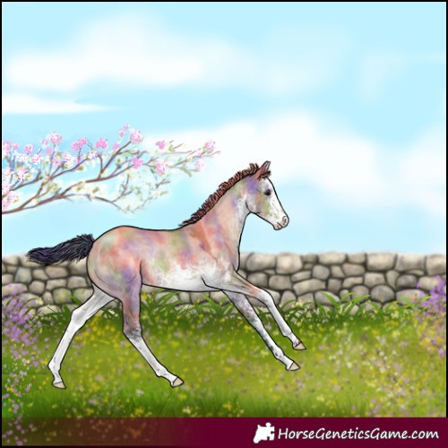 Horse Color:Nacre White Spotted Brown Dun 