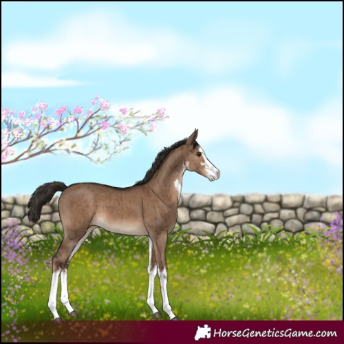 Horse Color:White Spotted Liver Red Dun Brindle 