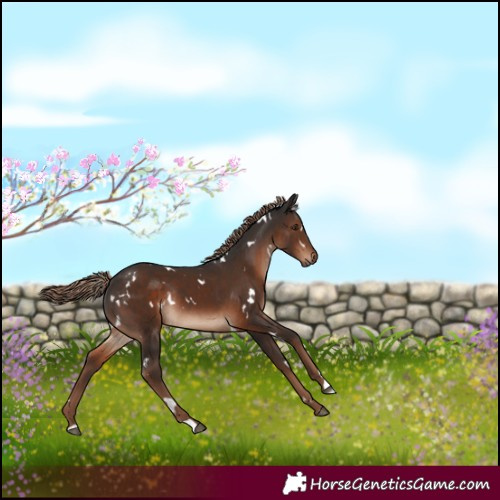 Horse Color:White Spotted Liver Chestnut Rabicano 