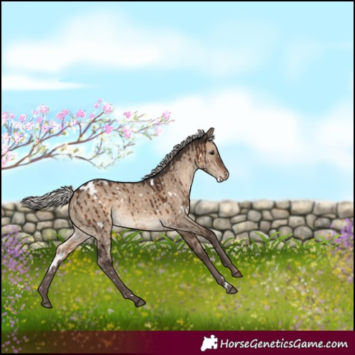 Horse Color:White Spotted Silver Brown Dun Appaloosa Brindle 