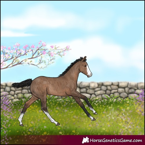 Horse Color:Liver Red Dun Sabino Rabicano Brindle 