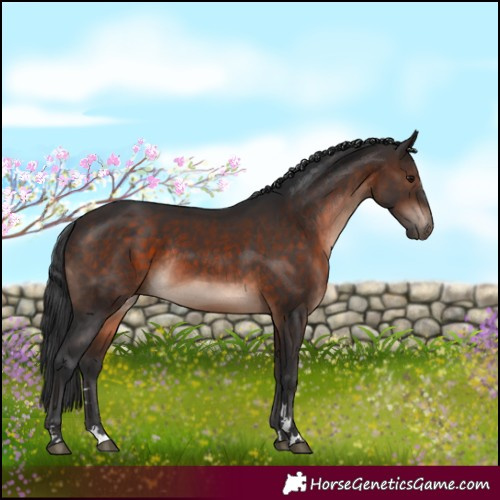 Horse Color:Brown Rabicano 
