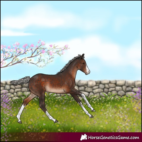 Horse Color:White Spotted Silver Brown Rabicano 