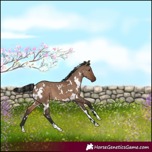 Horse Color:White Spotted Liver Red Dun 