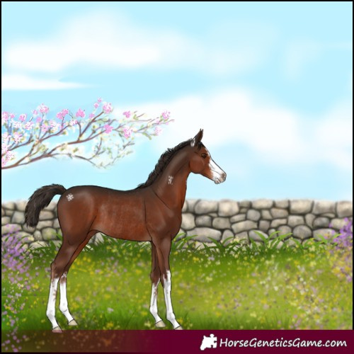 Horse Color:White Spotted Liver Chestnut Rabicano 