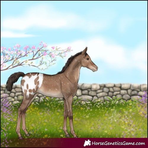 Horse Color:White Spotted Liver Red Dun Blanket 