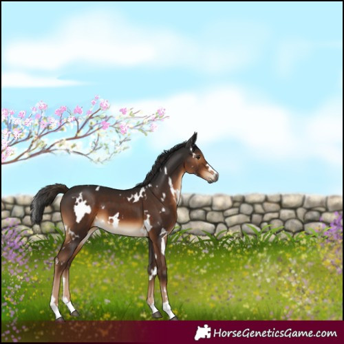 Horse Color:Gray White Spotted Liver Chestnut 