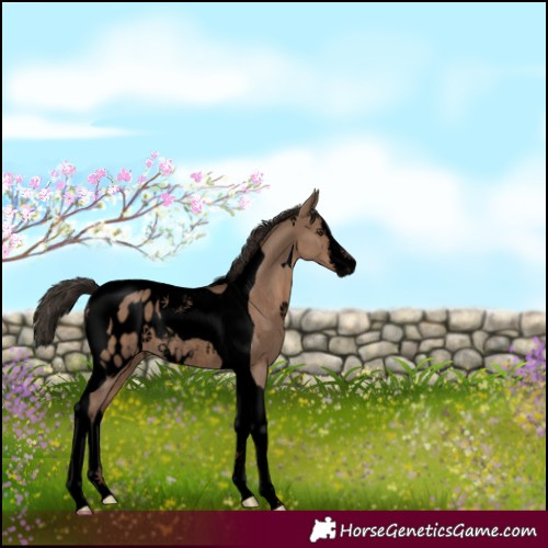 Horse Color:Void White Spotted Liver Red Dun Tobiano Appaloosa Rabicano 