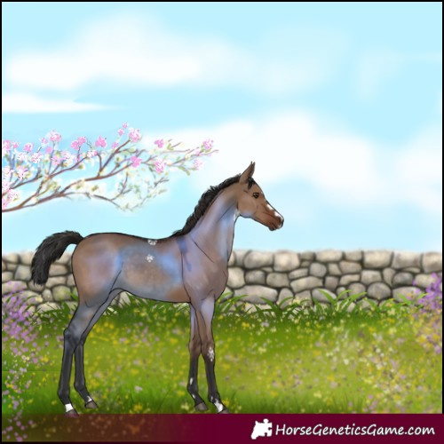 Horse Color:Liver Red Dun 