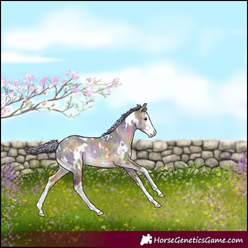Horse Color:Nacre White Spotted Silver Brown Dun Rabicano 