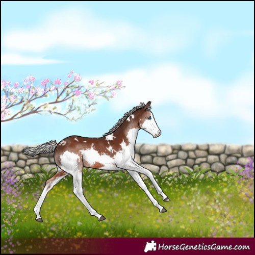 Horse Color:White Spotted Silver Brown Splash 